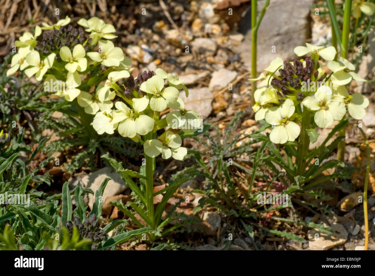 Witmann's Wallflowers (Erysimum witmannii), fioritura Foto Stock