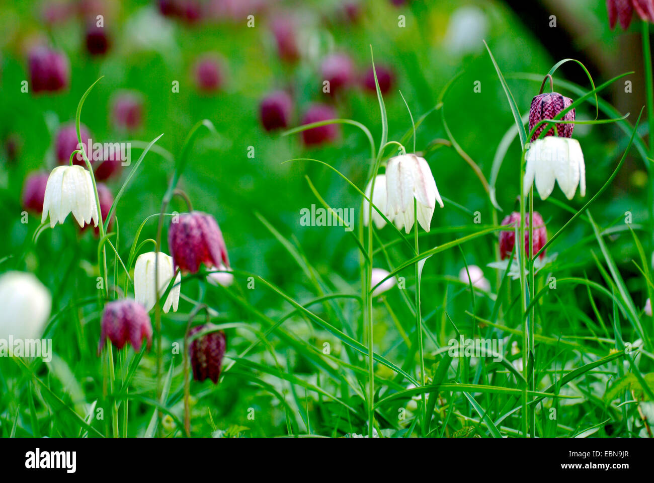 Fritillary comune, snake-testa (fritillaria Fritillaria meleagris), che fiorisce in bianco e viola, Germania Foto Stock