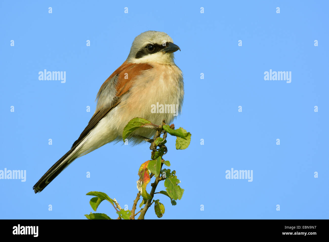 Red-backed shrike (Lanius collurio), maschio su un ramo in primo leggero, GERMANIA Baden-Wuerttemberg Foto Stock