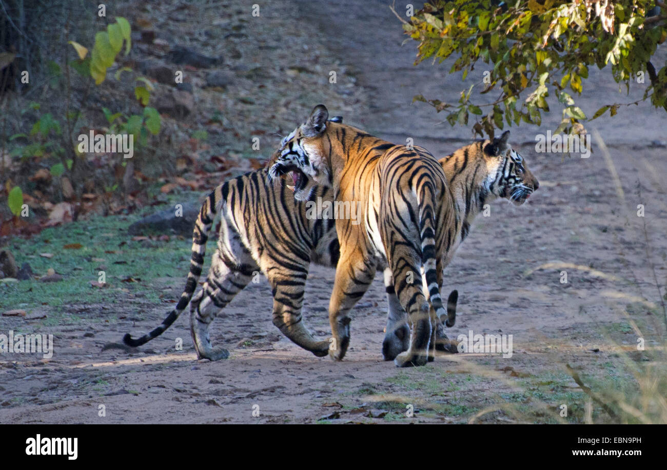Tigre del Bengala (Panthera tigris tigris), due tigri soddisfare, India, il Madhya Pradesh Bandhavgarh National Park Foto Stock