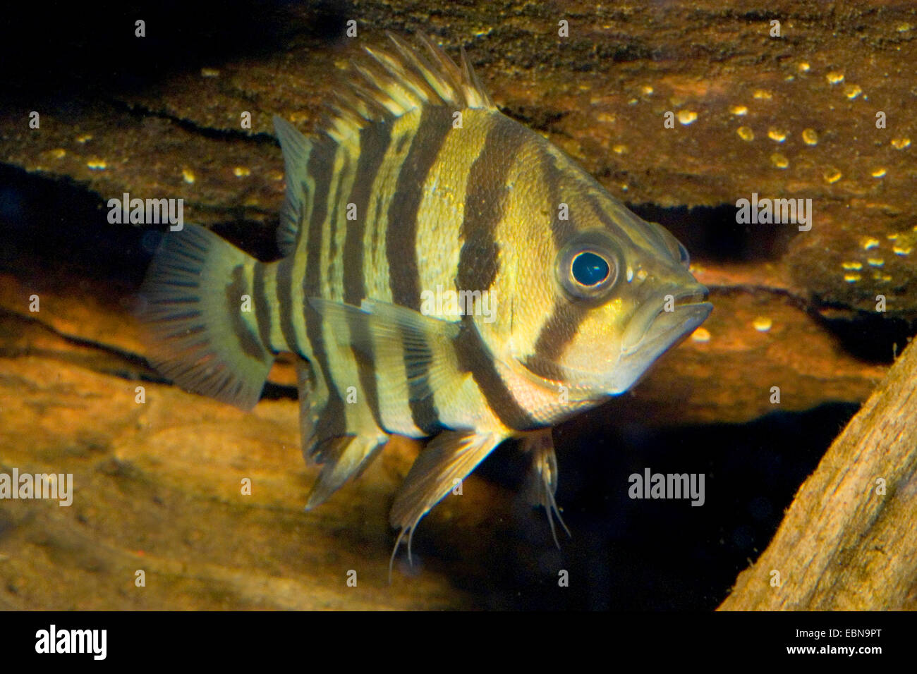 Indiano Tigerperch di marea, quattro sbarrate Tiger pesce (Datnioides quadrifasciatus, Coius quadrifasciatus), nuoto Foto Stock