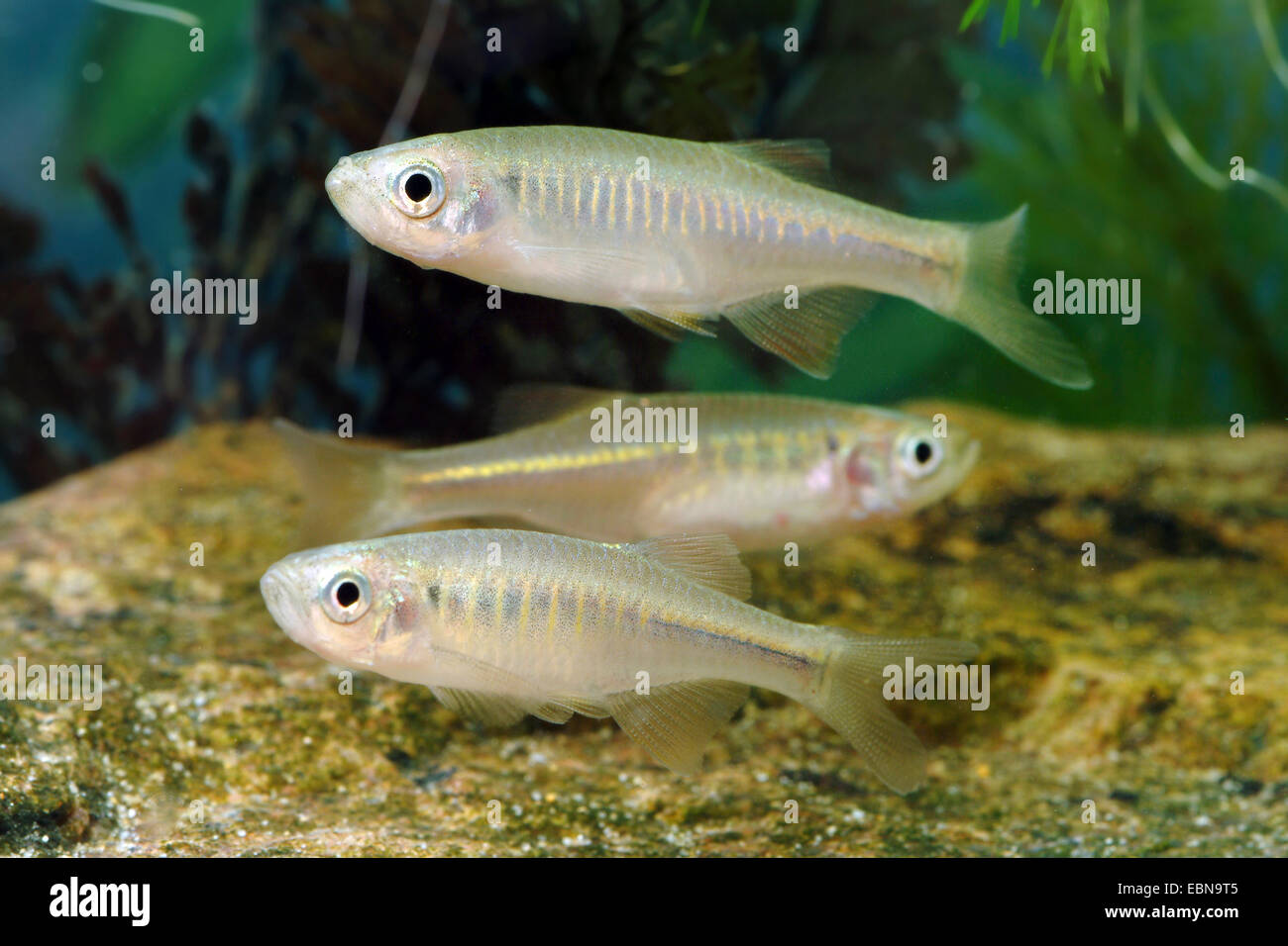 Danionin ciprinidi (Devario jayarami, Inlecypris jayarami, Barilius jayarami), nuoto Foto Stock