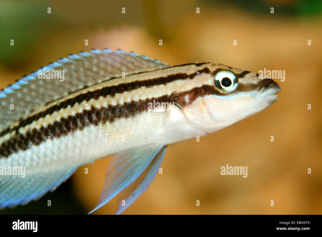 La Dickfeld Cichlid assottigliata (Julidochromis dickfeldi), nuoto Foto Stock