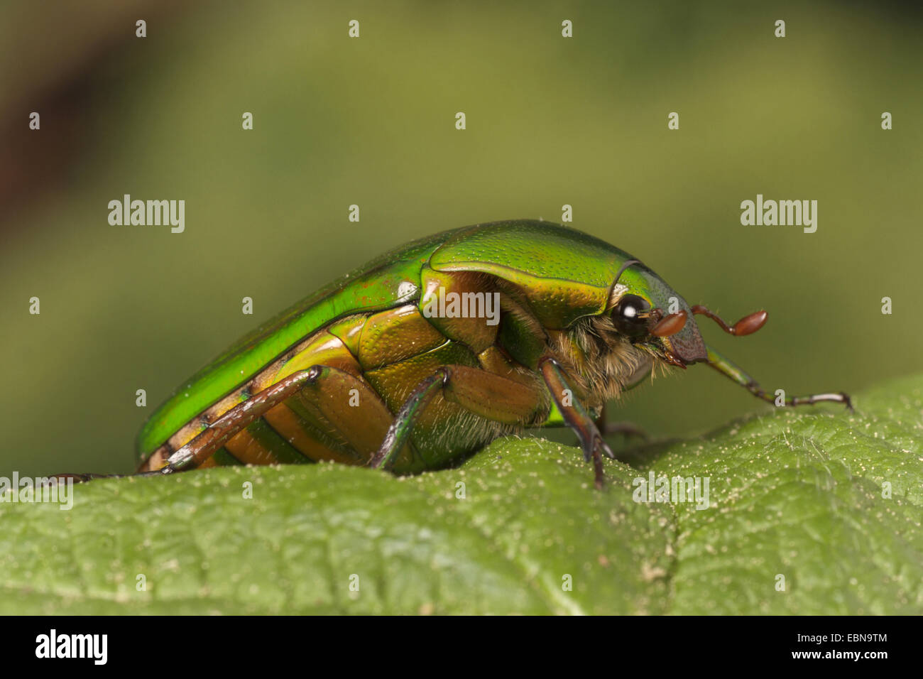Rose, chafer Sun beetle (Ptychodestes gratiosa), vista laterale Foto Stock