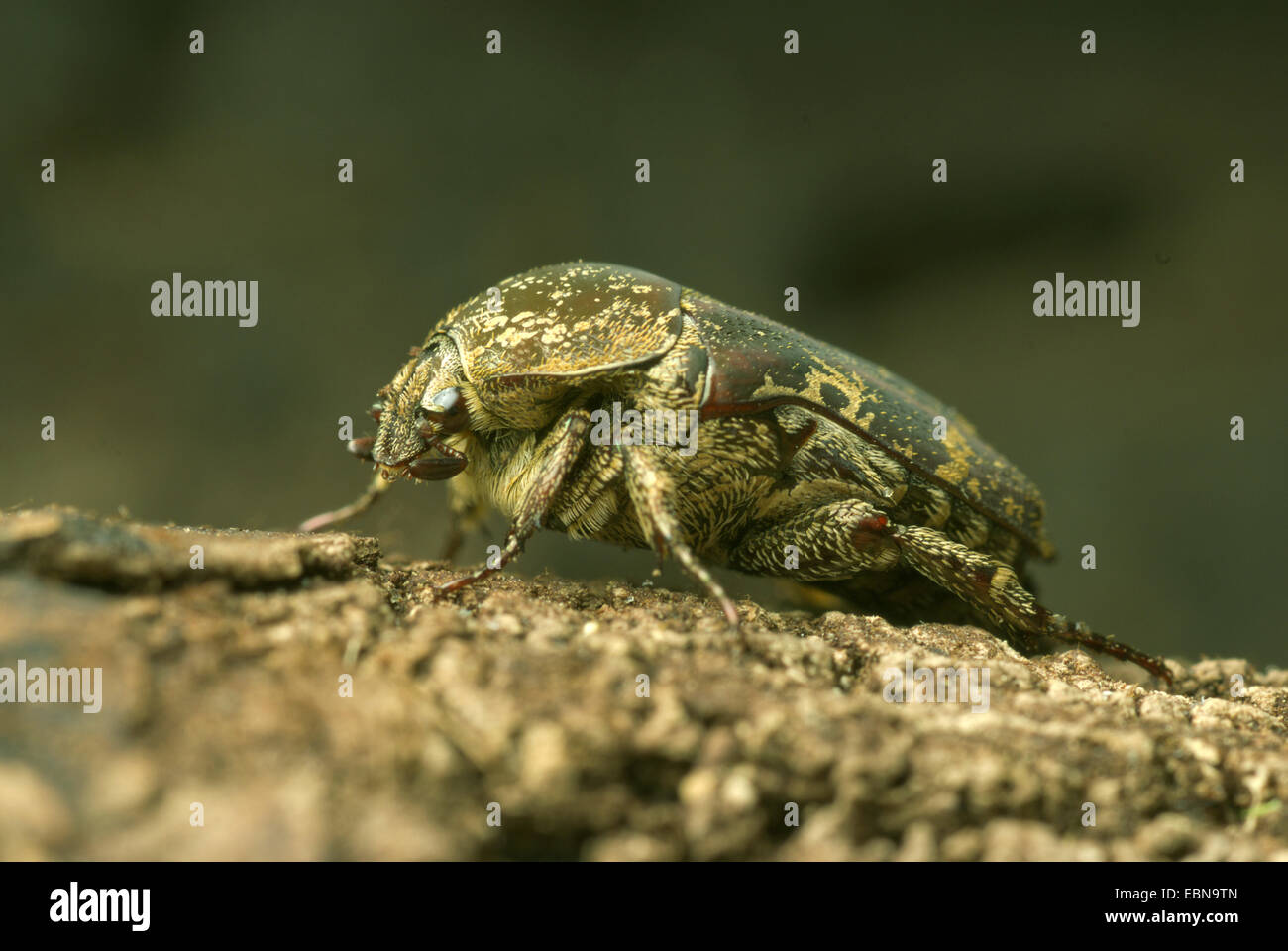 Rose, chafer Sun beetle (Protaetia obscurella), vista laterale Foto Stock