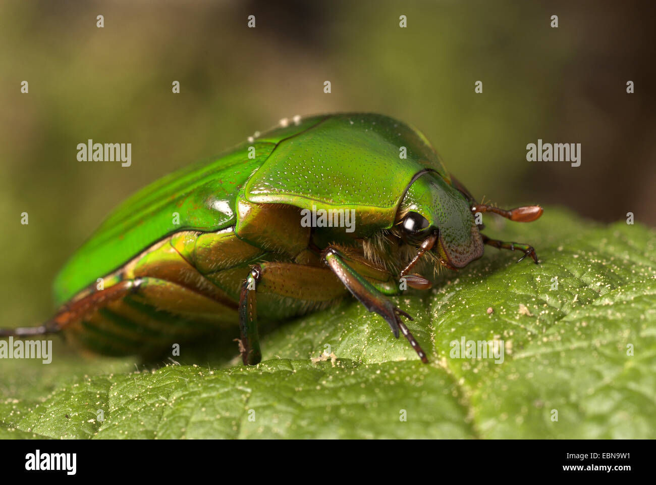 Rose, chafer Sun beetle (Ptychodestes gratiosa), vista laterale Foto Stock