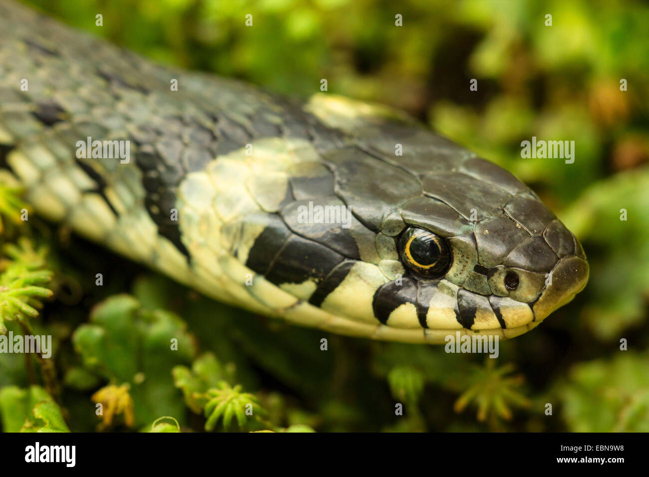 Biscia dal collare (Natrix natrix), il ritratto di una donna, in Germania, in Baviera Foto Stock