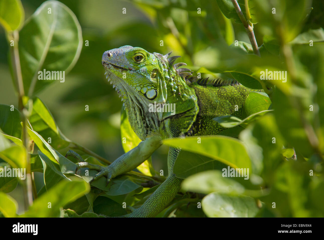 Verde (IGUANA Iguana iguana) Curry amaca membro Park, Little Crawl chiave, Florida, Stati Uniti d'America. Specie introdotte. Foto Stock