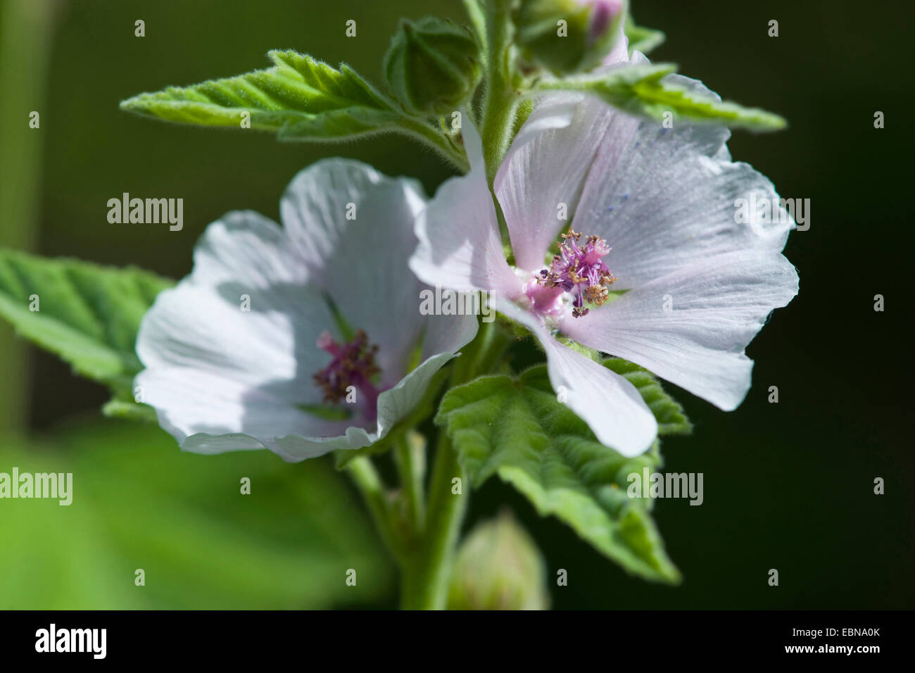 Comune di marsh mallow, comune marshmallow (Althaea officinalis), fiori Foto Stock