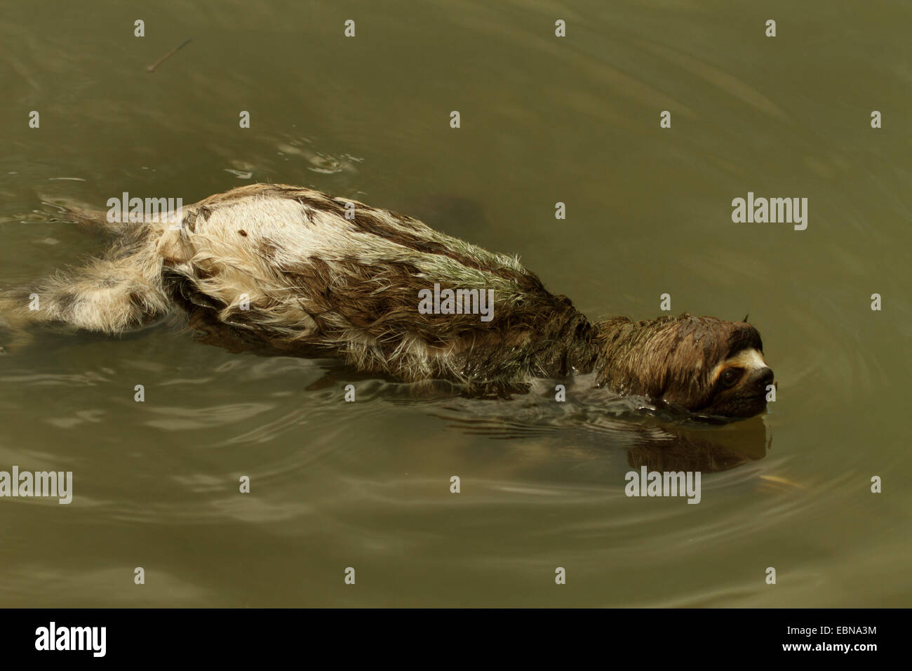 Marrone-throated sloth (Bradypus variegatus), nuotare nel fiume, Perù, Loreto, Fiume Yanayacu Foto Stock