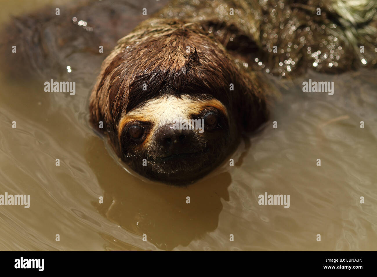 Marrone-throated sloth (Bradypus variegatus), nuotare nel fiume, Perù, Loreto, Fiume Yanayacu Foto Stock