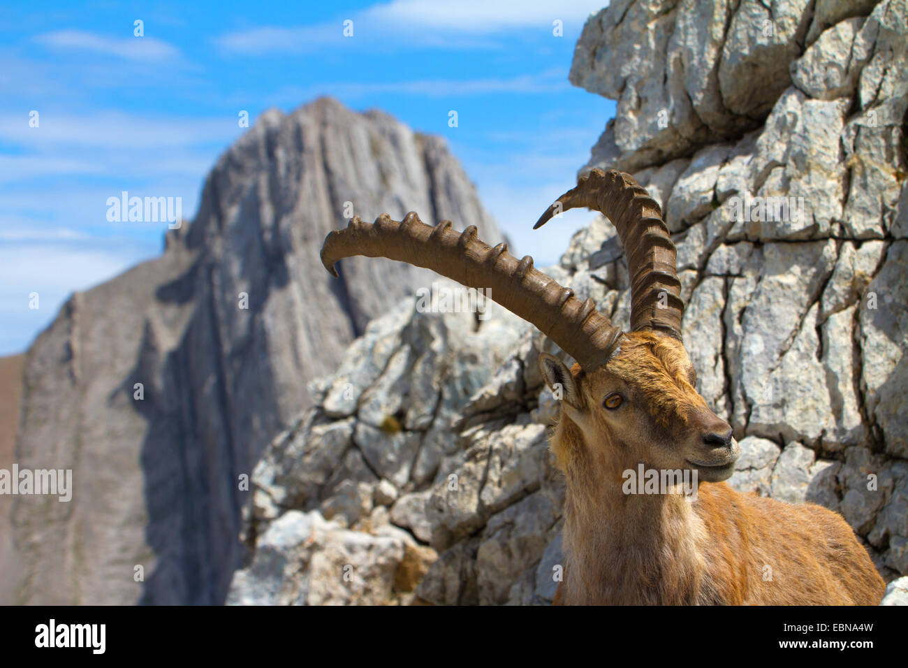 Stambecco delle Alpi (Capra ibex, Capra ibex ibex), nel paesaggio roccioso, Svizzera, Alpstein, Altmann Foto Stock
