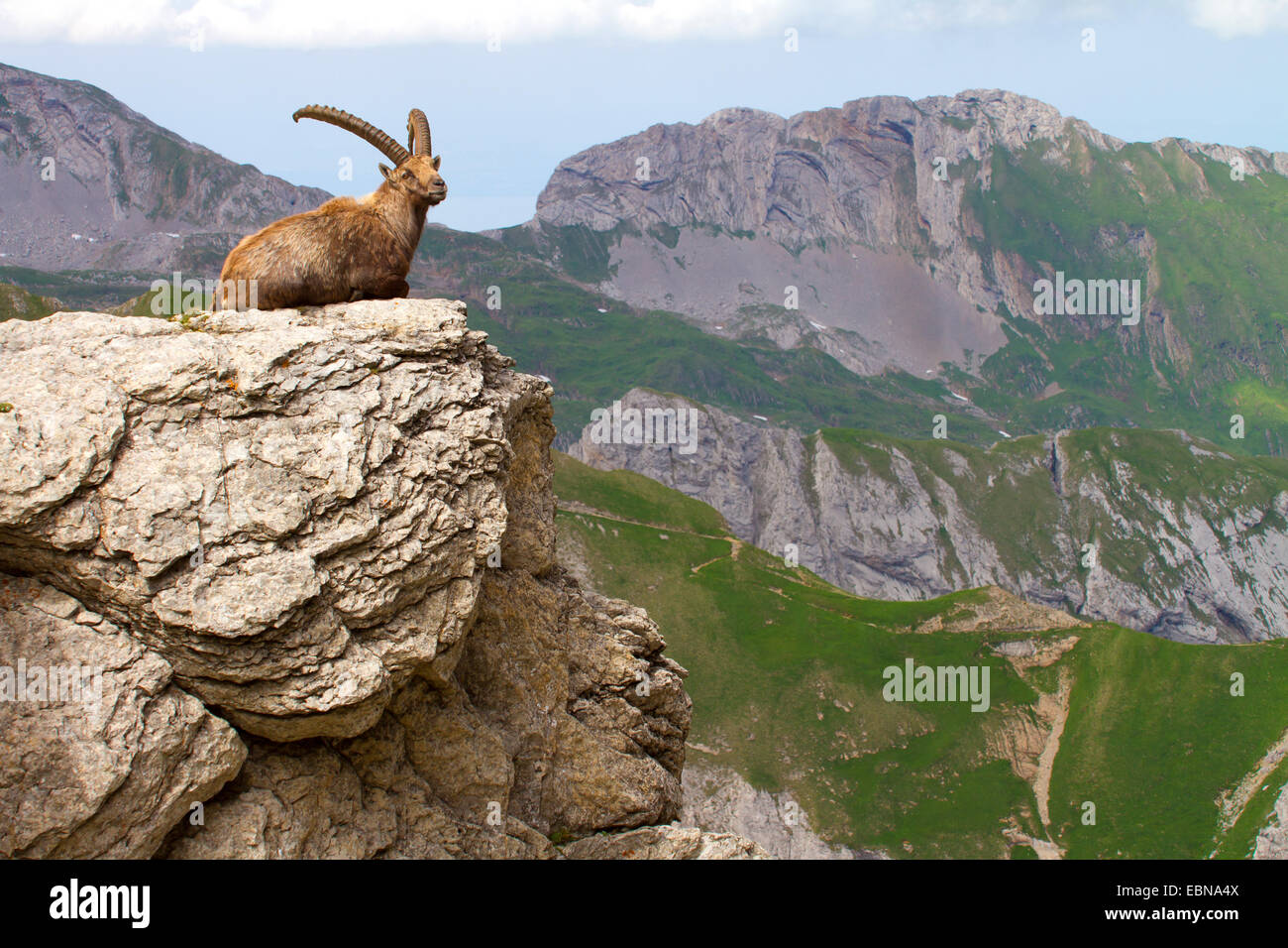 Stambecco delle Alpi (Capra ibex, Capra ibex ibex), giacenti su sperone di roccia, Svizzera, Alpstein, Saentis Foto Stock