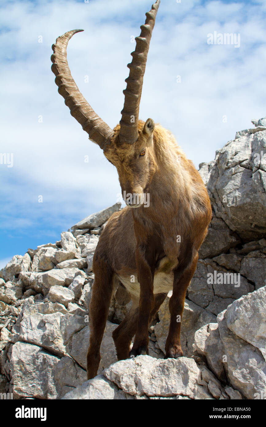 Stambecco delle Alpi (Capra ibex, Capra ibex ibex), in piedi nel paesaggio roccioso, Svizzera, Alpstein, Saentis Foto Stock