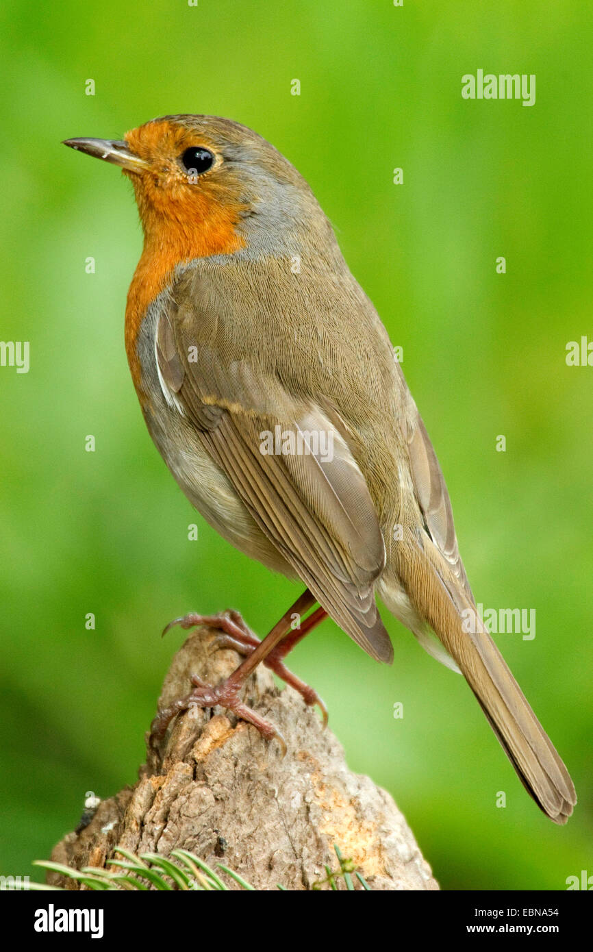 Unione robin (Erithacus rubecula), su un albero di stub, Germania Foto Stock