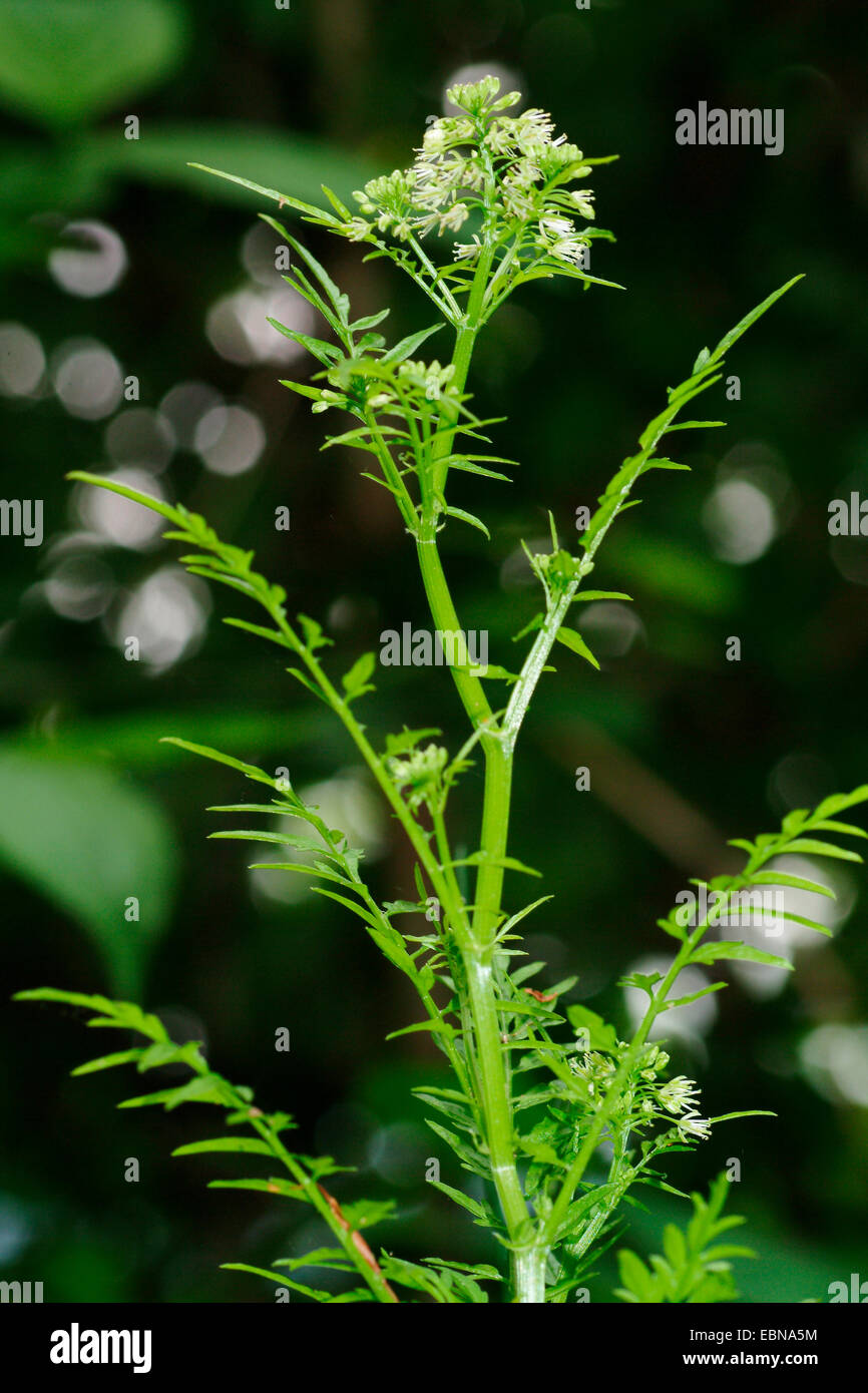 A stretta lasciato amaro-crescione, touch-me-non-amaro (cress Cardamine impatiens), la fioritura delle piante, Germania Foto Stock