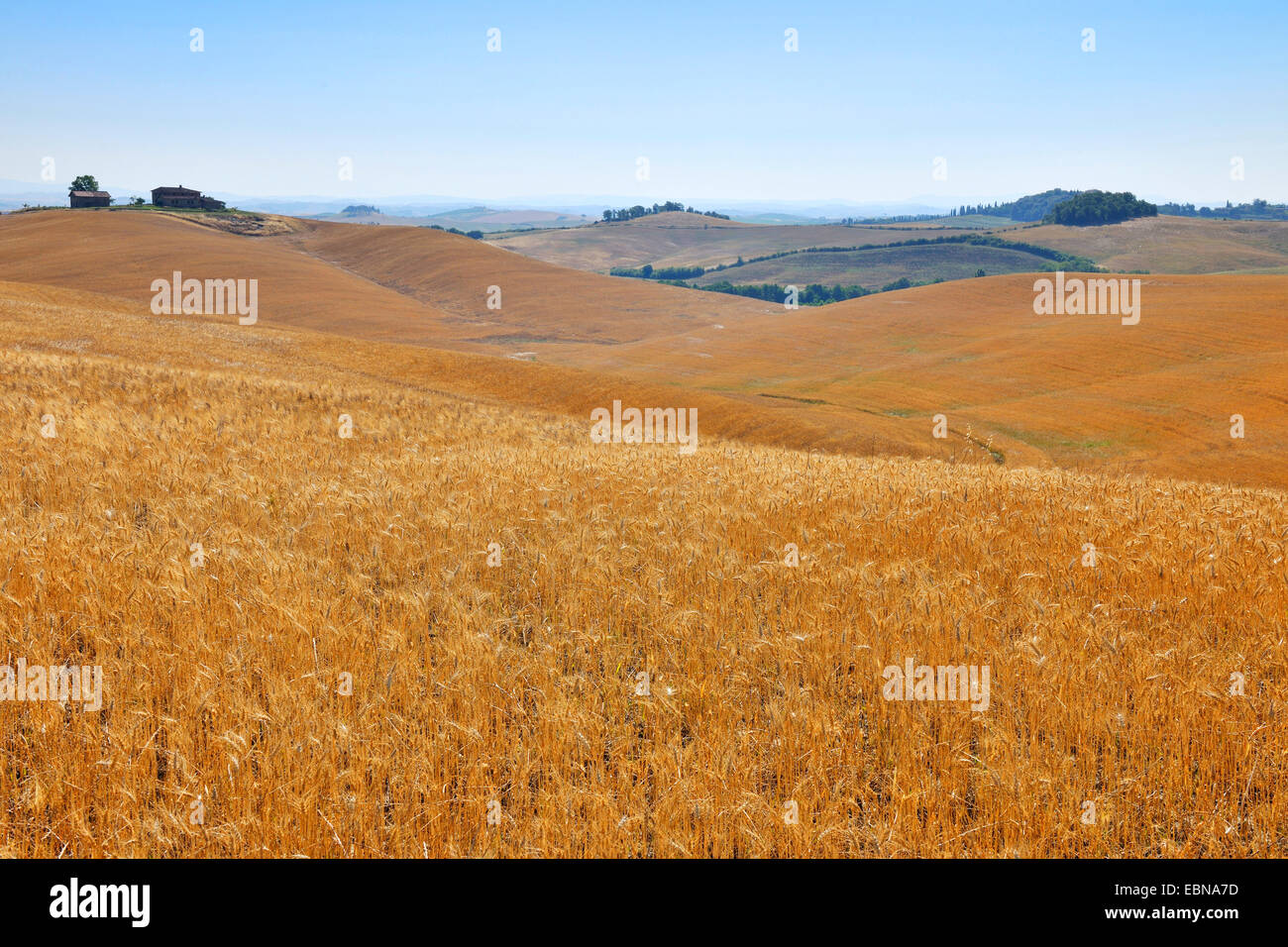 Campagna collinare in estate, Italia, Toscana, Siena Foto Stock