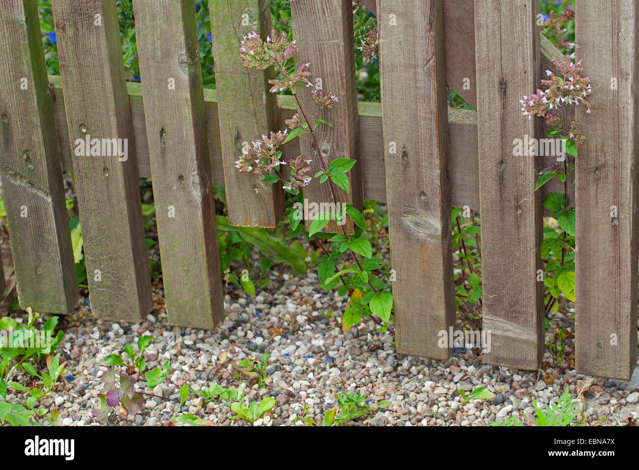 Recinzione con apertura a riccio, Germania Foto Stock