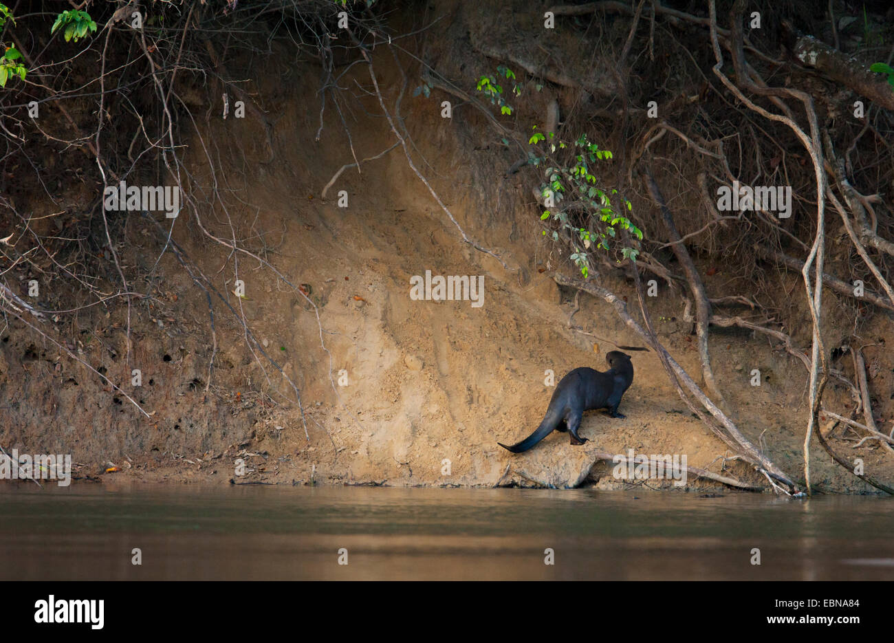 Lontra Gigante (Pteronura brasiliensis) avvicinamento holt, fiume Rupununi, Guyana, Sud America. Foto Stock