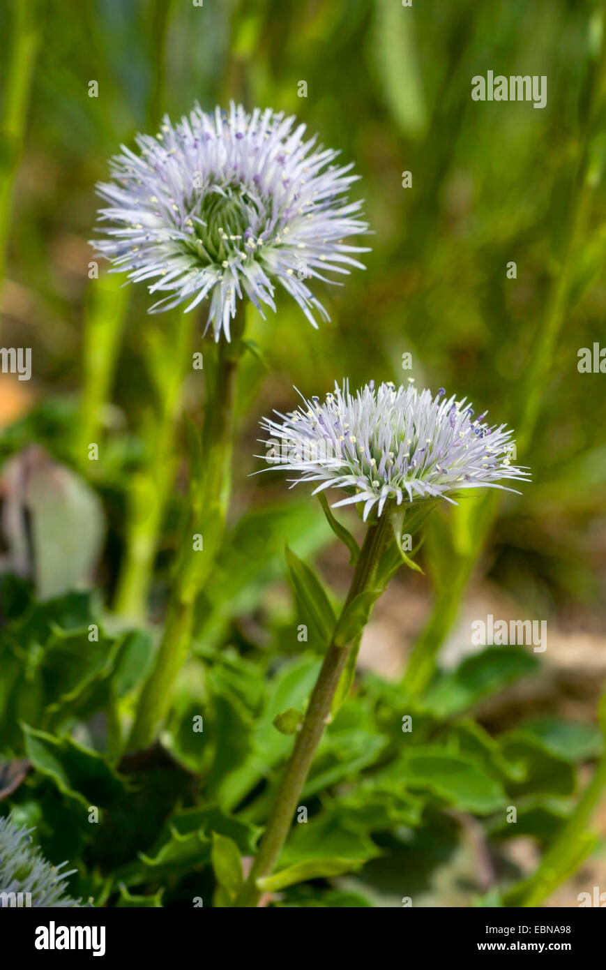 Globo Daisy (Globularia spinosa, fioritura, Spagna Foto Stock