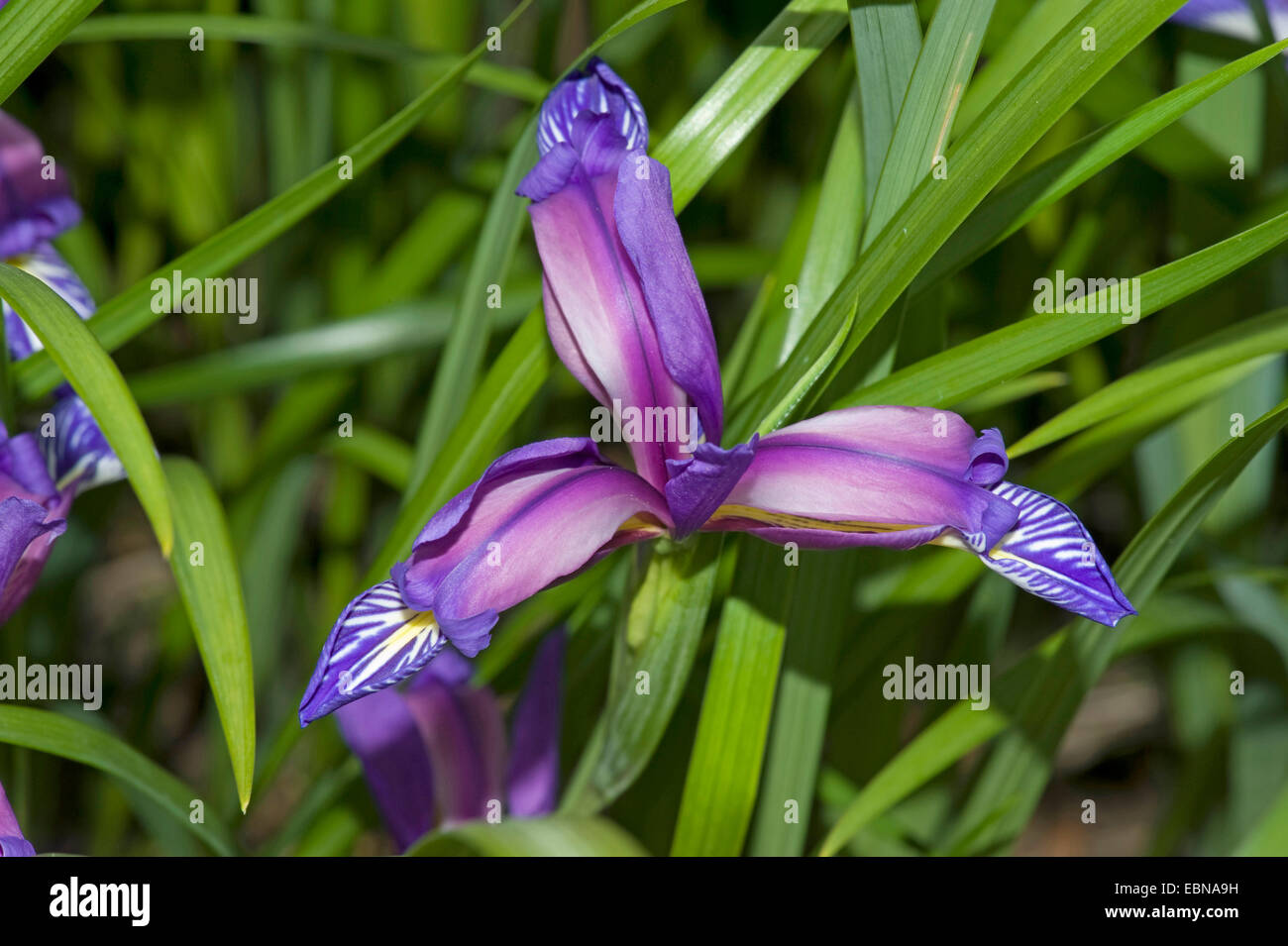 Bandiera Grass-Leaved (Iris graminea), fiore Foto Stock