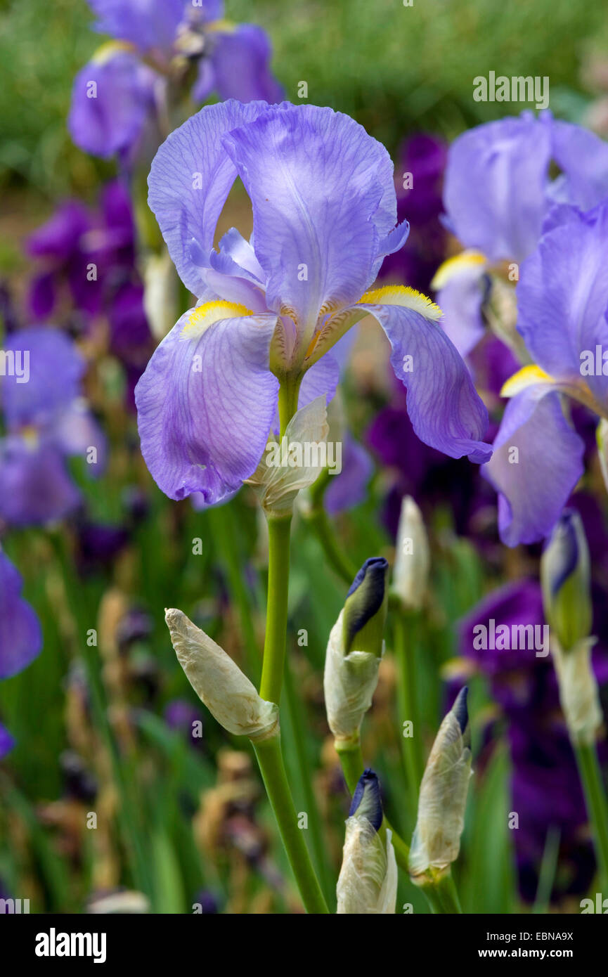 Dolce, iris iris Dalmata (Iris pallida, Iris germanica ssp. pallida), fiori Foto Stock