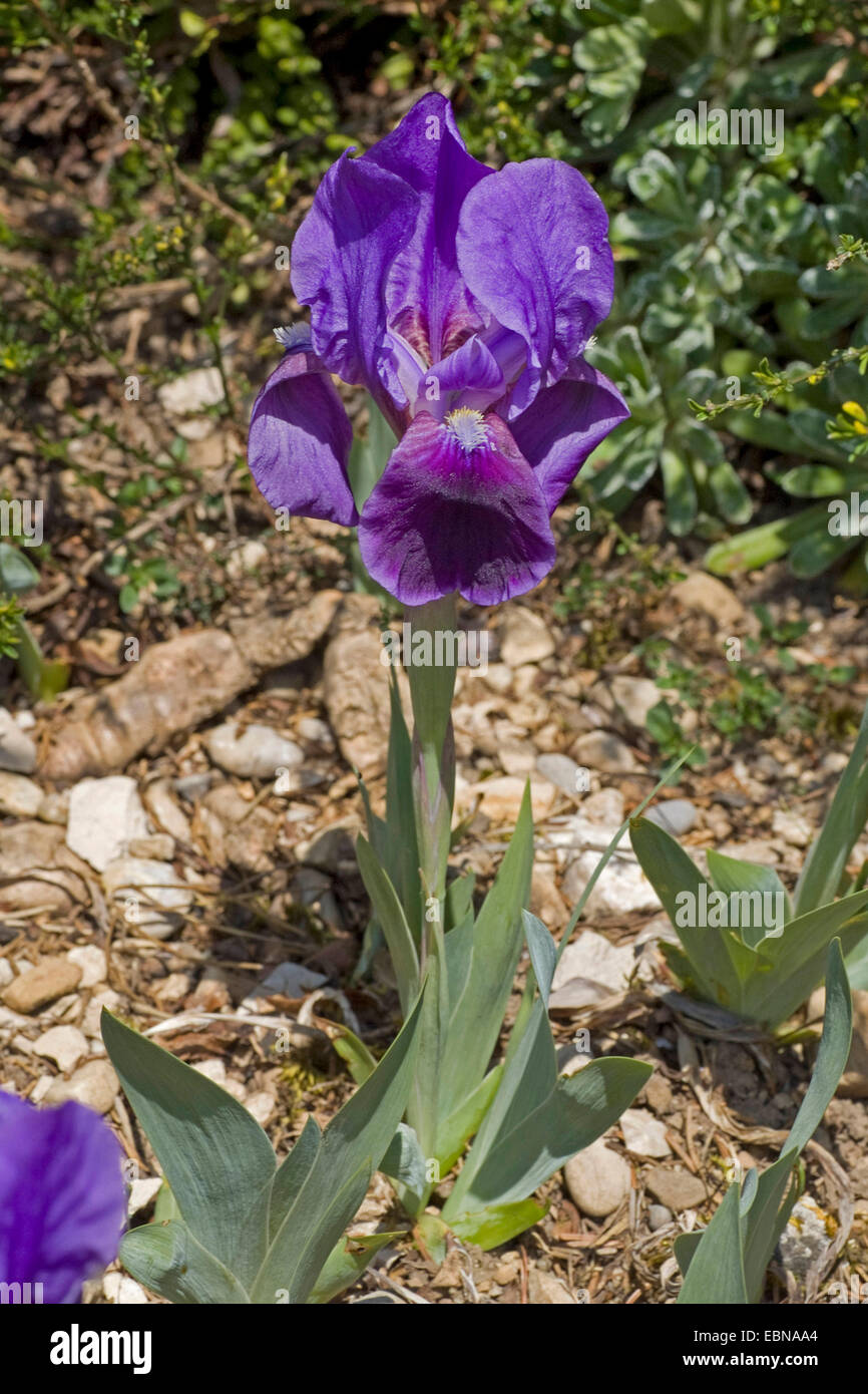Dwarf Barbuto (Iris Iris lutescens), fioritura Foto Stock