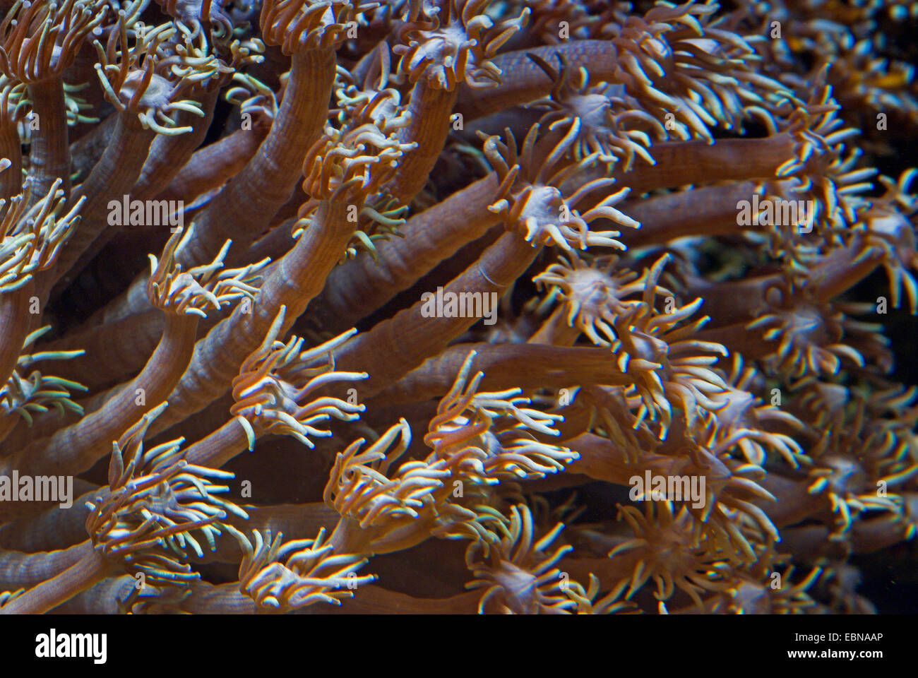 Vaso di fiori corallo (Goniopora spec.), macro shot Foto Stock