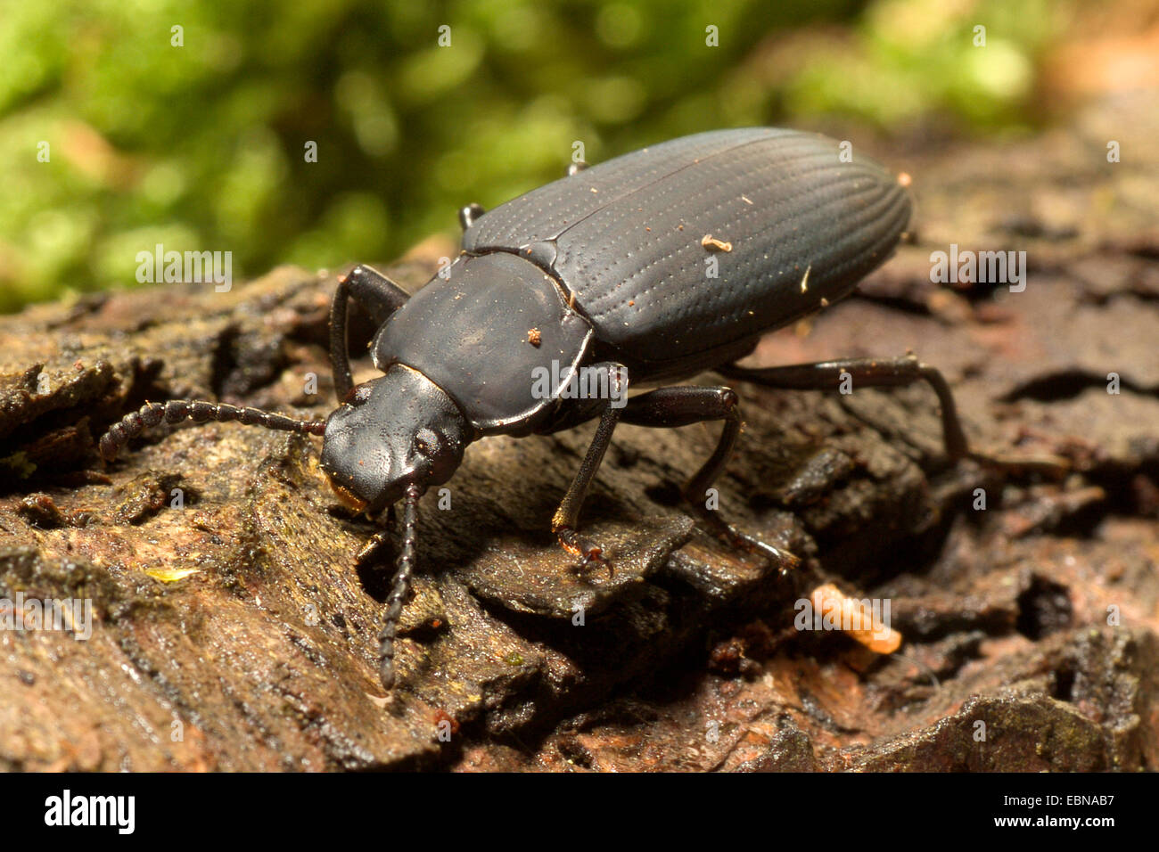 Kingworm, Superworm, Darkling Beetle (Zophobas morio), macro shot Foto Stock
