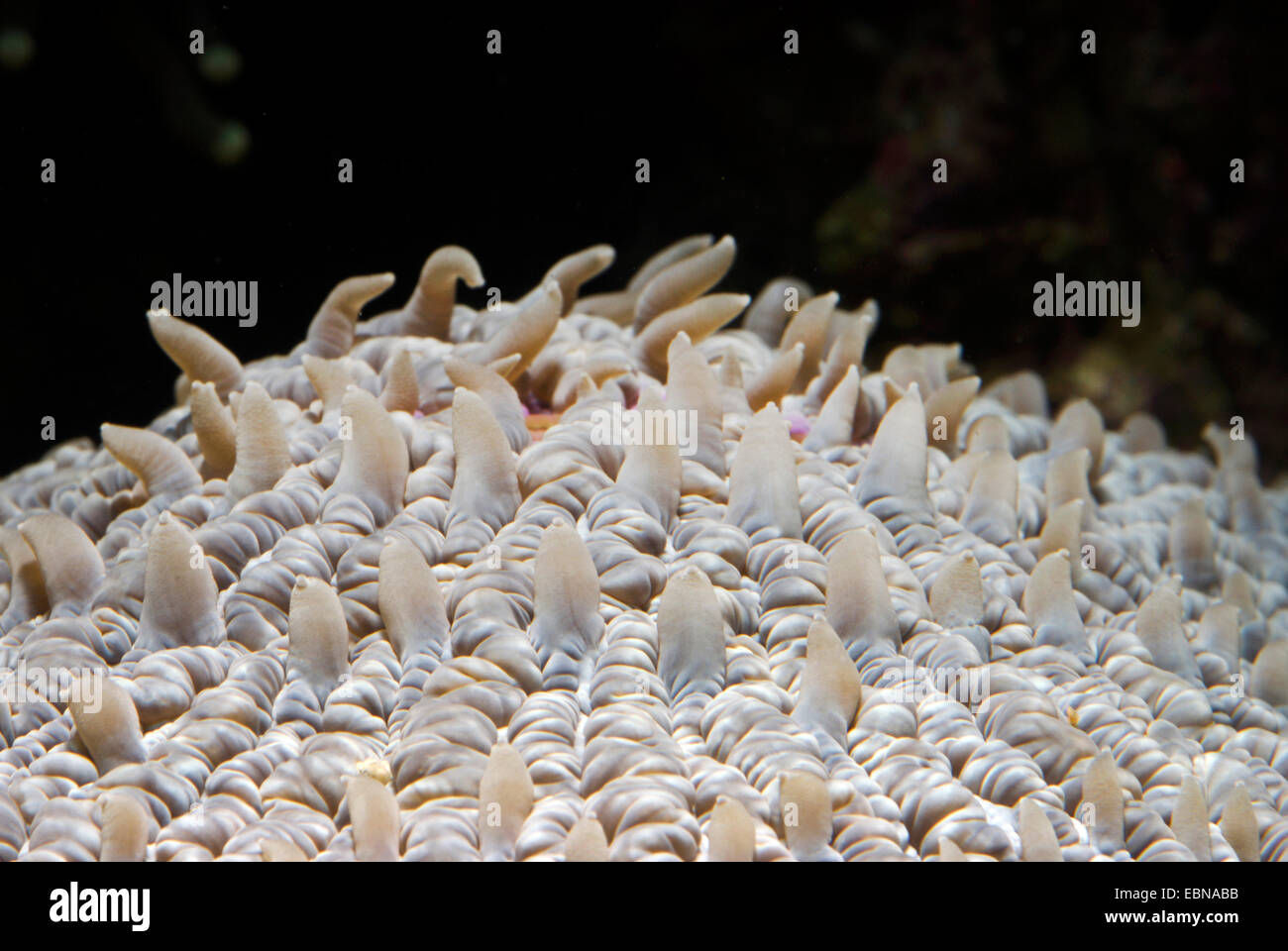 Corallo a fungo (Fungia spec.), particolare di un fungo Coral Foto Stock