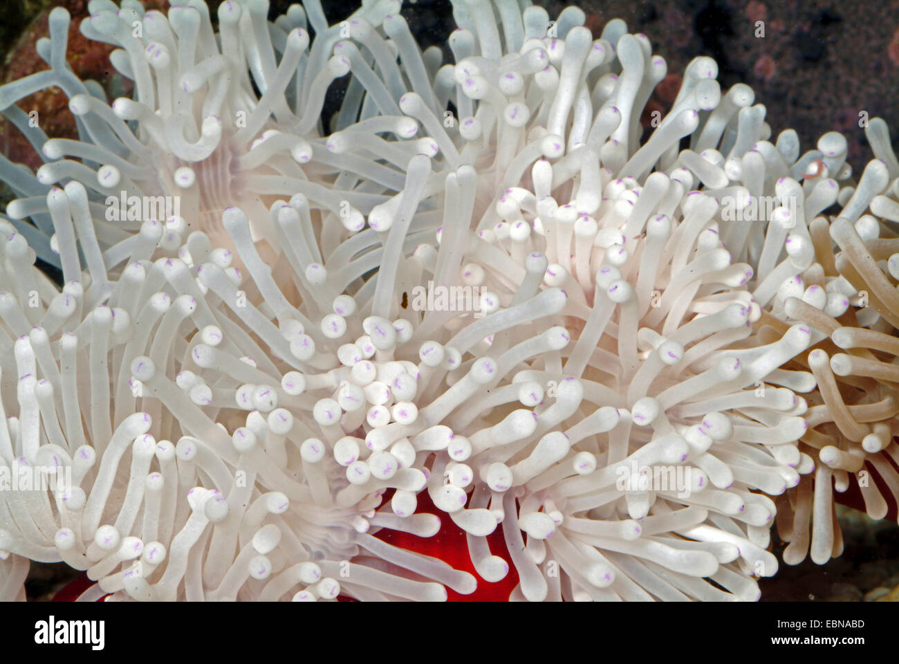 Magnifica anemone, magnifica anemone marittimo (Heteractis magnifica), ad alto angolo di visione su i tentacoli di un anemone magnifica Foto Stock