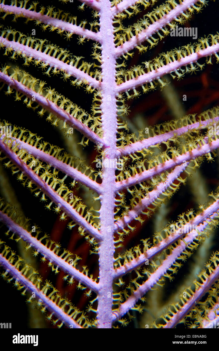 Ventilatore di mare (Muriceopsis flavida), macro shot Foto Stock