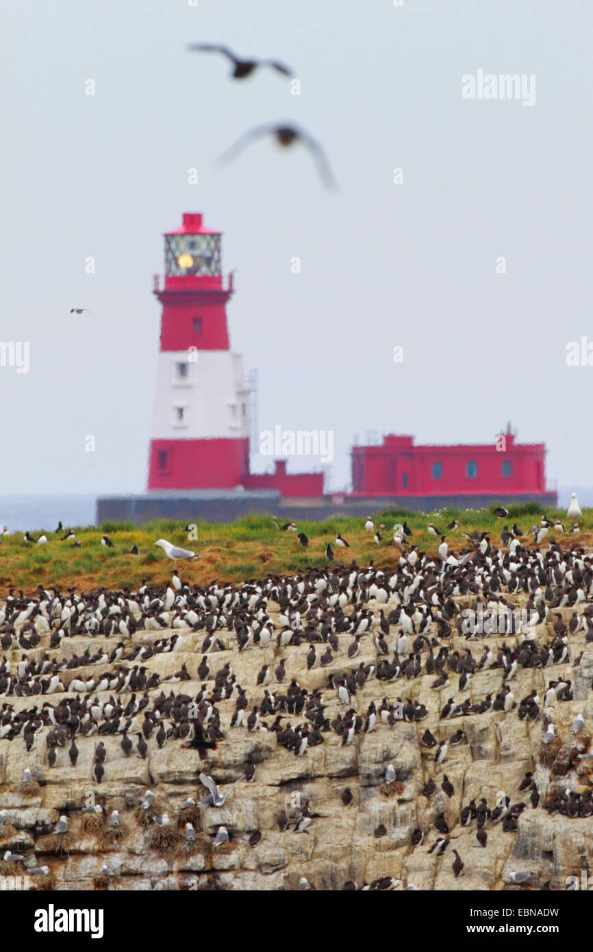 Longstone Rock faro con colonia nidificazione, Regno Unito, Inghilterra, farne Islands Foto Stock