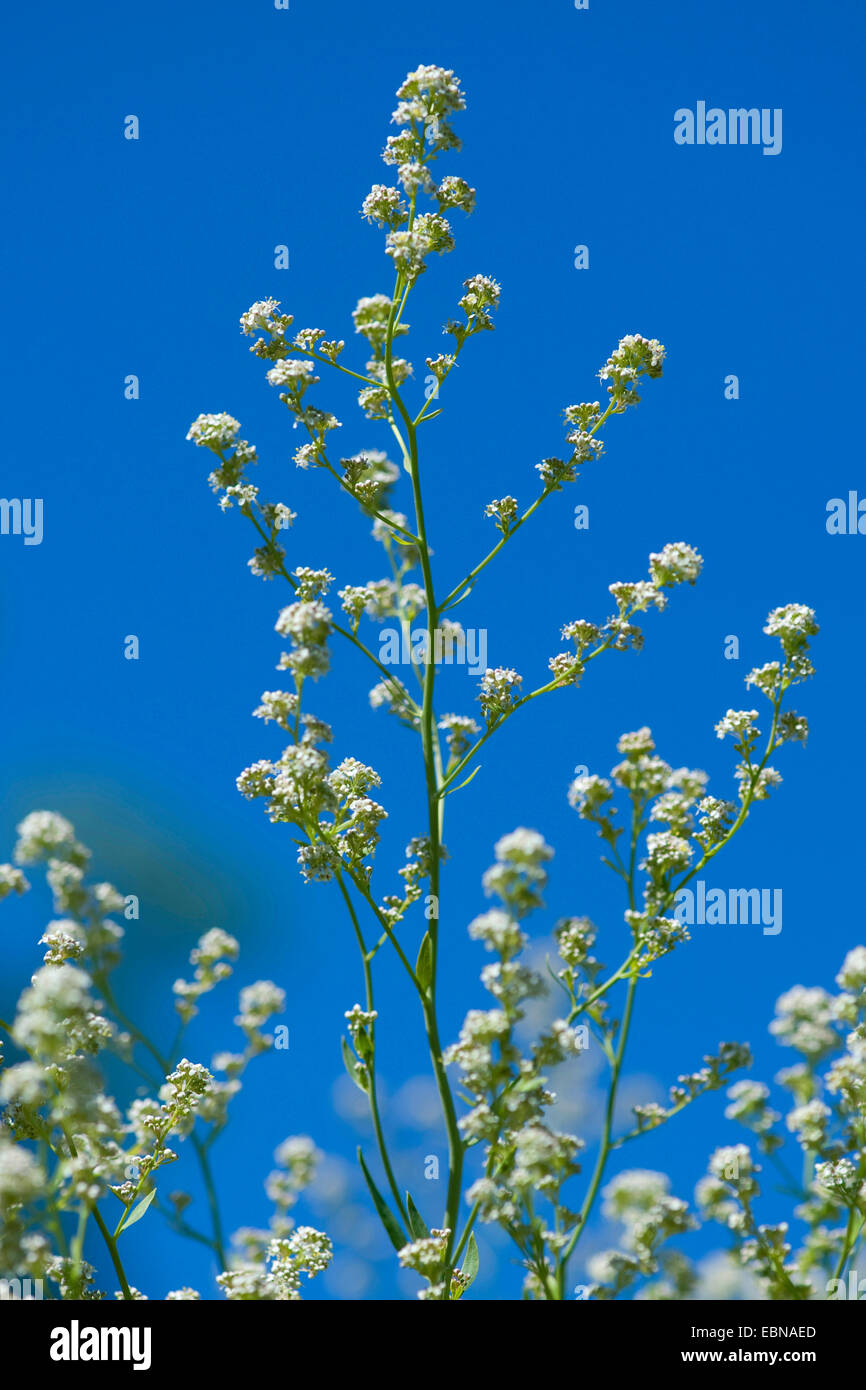 Dittander, perenne, pepperweed Broad-Leaf Pepper-Grass (Lepidium latifolium), fioritura, Germania Foto Stock