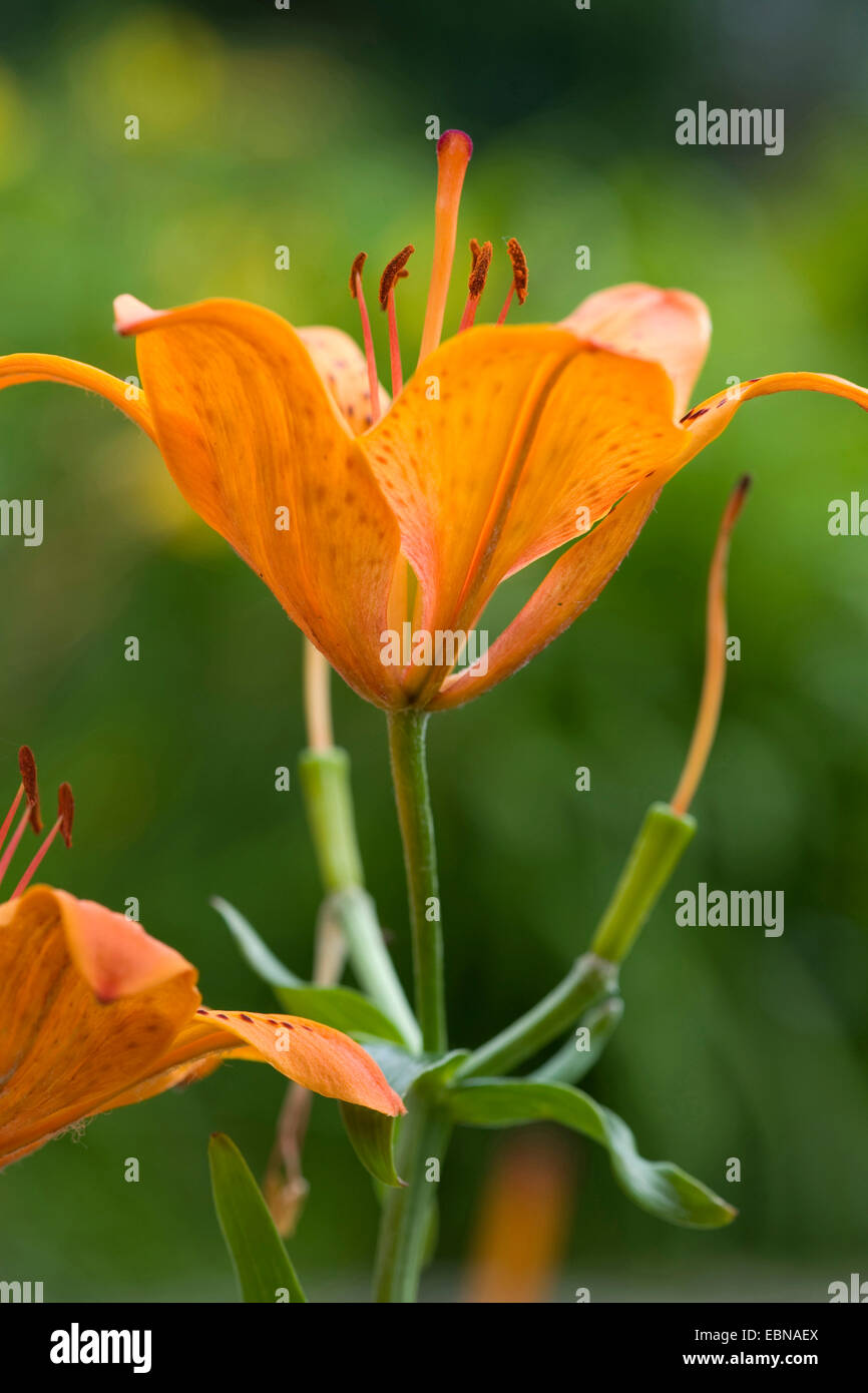 Giglio rosso (Lilium bulbiferum), fiore, Germania Foto Stock