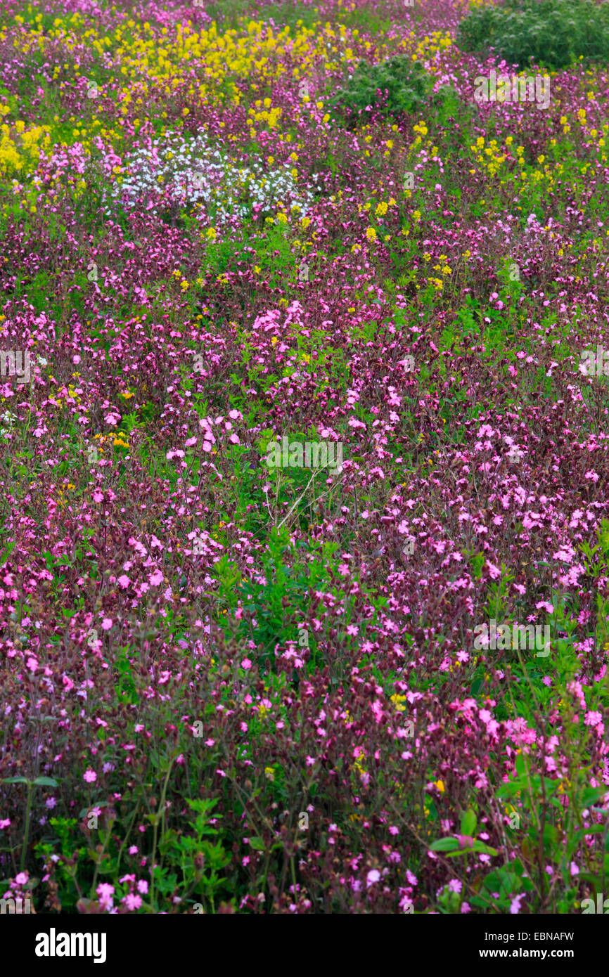 Colorato il prato fiorito, Regno Unito, Inghilterra, Northumberland Foto Stock