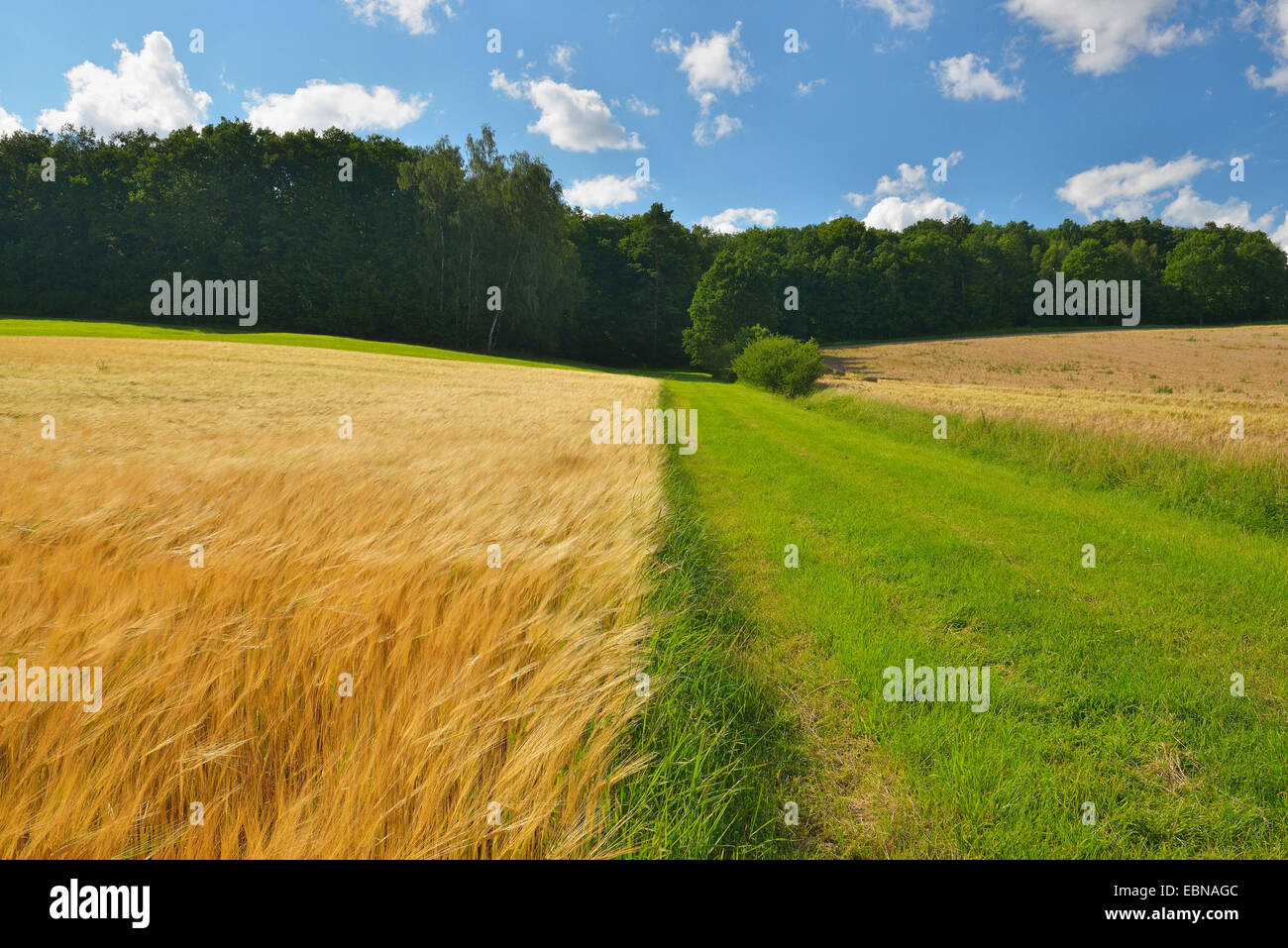 Orzo (Hordeum vulgare), orzo campo e prato in estate, in Germania, in Baviera, Franken, Franconia Foto Stock