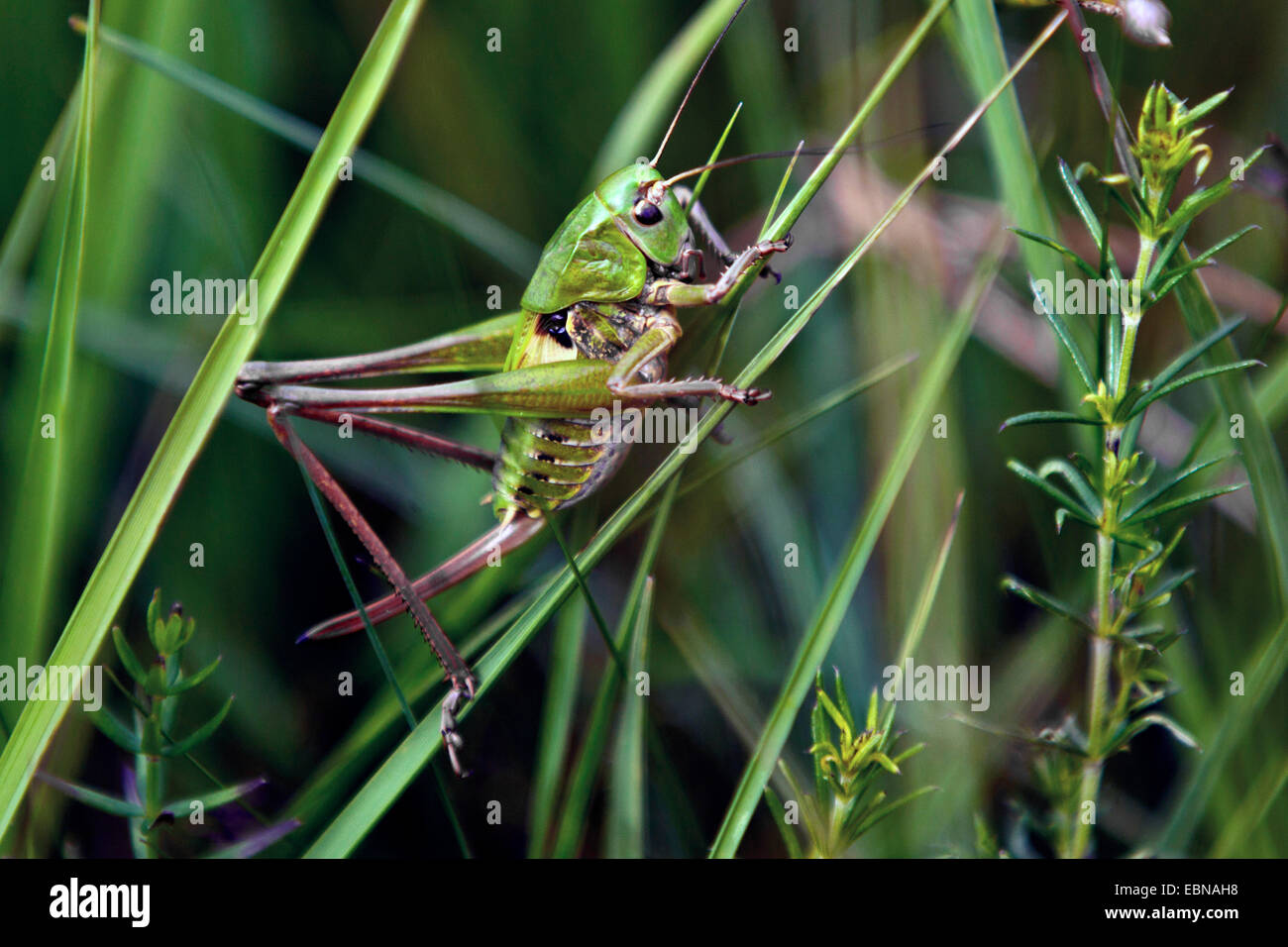 Verruca-snapper, verruca-snapper bushcricket (Decticus verrucivorus), femmina seduta a fili di erba, in Germania, in Baviera Foto Stock