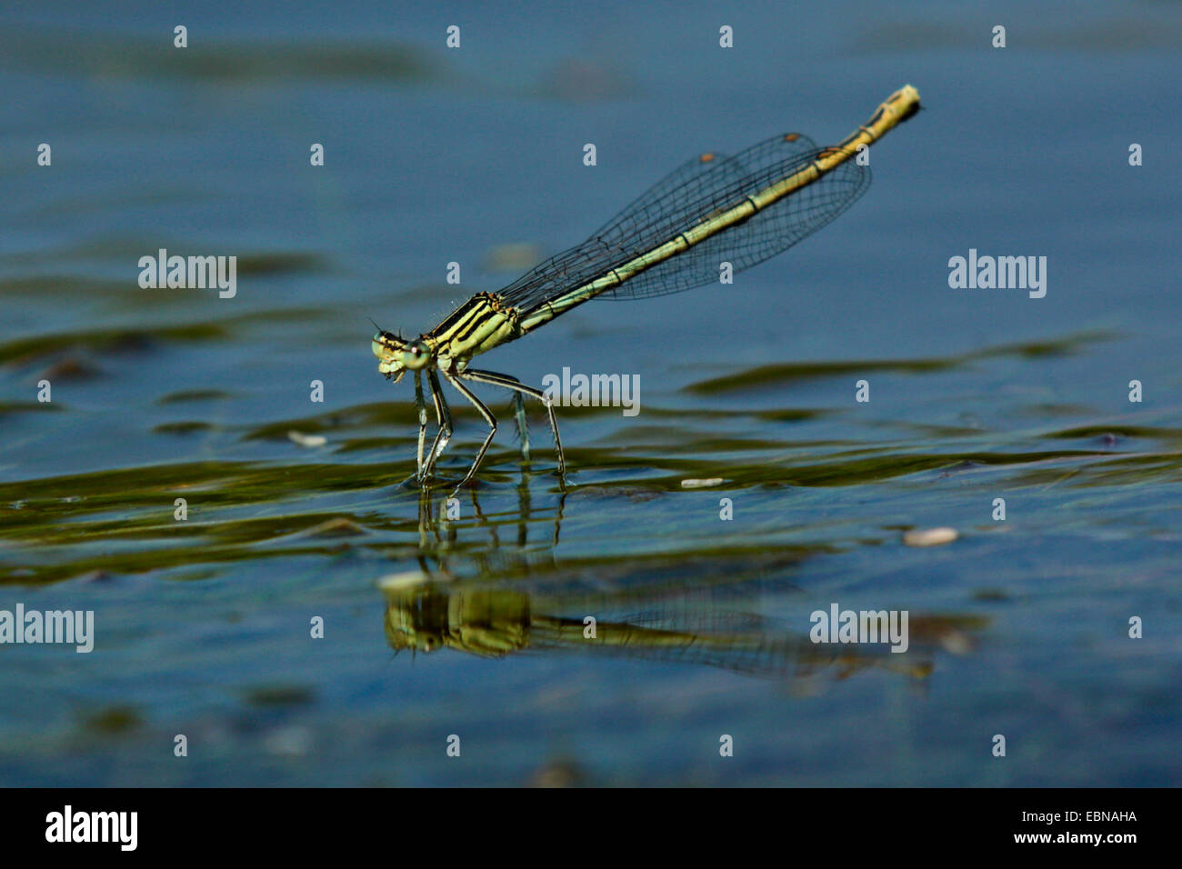 Coenagrion comune, azure damselfly (Coenagrion puella), femmina sulla superficie dell'acqua, in Germania, in Baviera Foto Stock