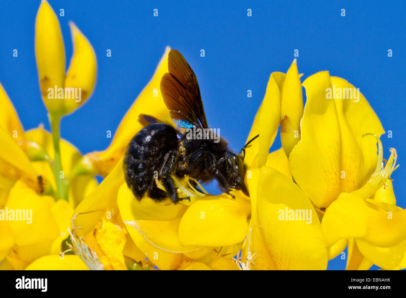 Grande carpenter api (Xylocopa spec.), falegname ape su fiori di ginestra, Croazia, Istria Foto Stock