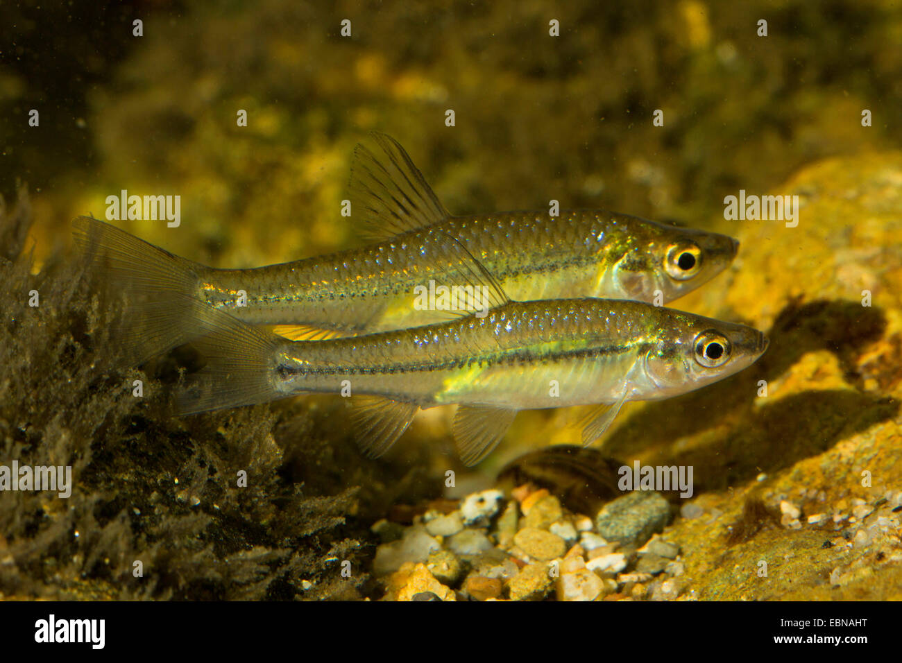 Moroko di pietra, gudgeon di Topmouth (Pseudorasbora parva), due pesci affiancati sul terreno di ghiaia Foto Stock