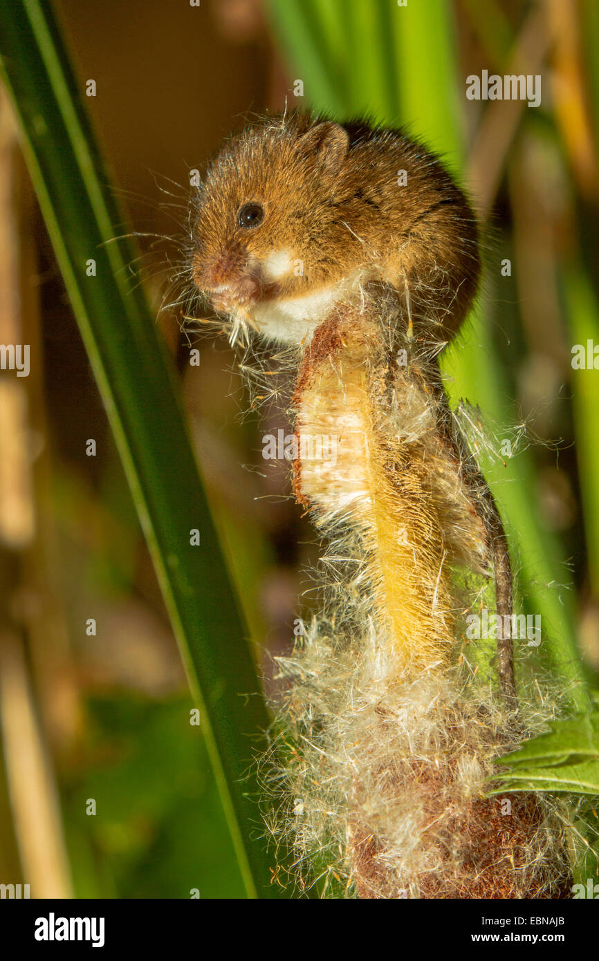 Il vecchio raccolto mondiale di topo (Micromys minutus), seduti su cat-coda sementi di alimentazione Foto Stock