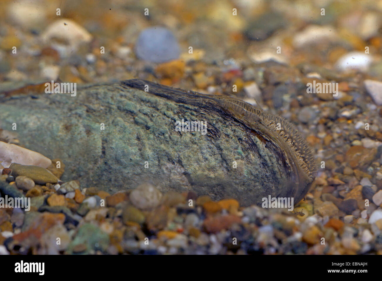 Pittore della cozza (Unio pictorum, Pollicepes pictorum), metà scavato nella massa di ghiaia, con visibile sifone per la respirazione, Germania Foto Stock Pittore della cozza (Unio pictorum, Pollicepes pictorum), metà scavato nella massa di ghiaia, con visibile sifone per la respirazione, Germania Foto Stock
