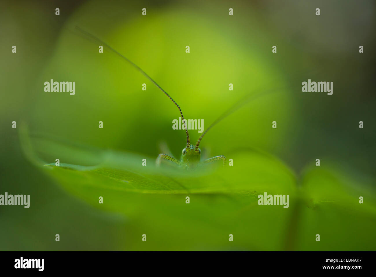 Campo grasshopper, campo comune grasshopper (Chorthippus brunneus, Glyptobothrus brunneus, Chorthippus bicolor, Stauroderus brunneus), su una foglia, Germania Foto Stock