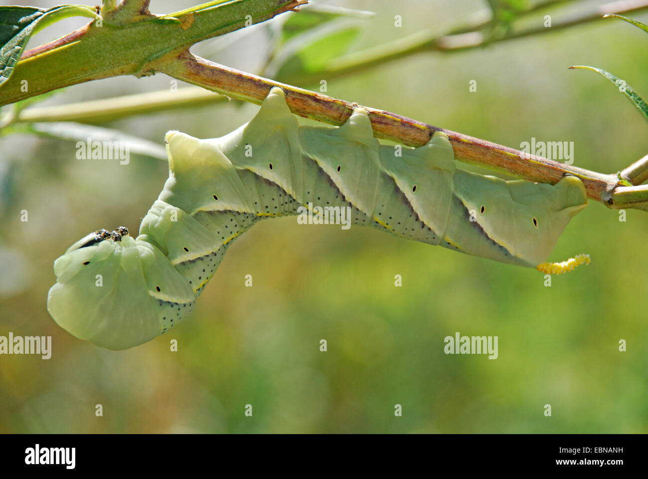 Ligustro hawkmoth (Sphinx ligustri), Caterpillar, GERMANIA Baden-Wuerttemberg Foto Stock
