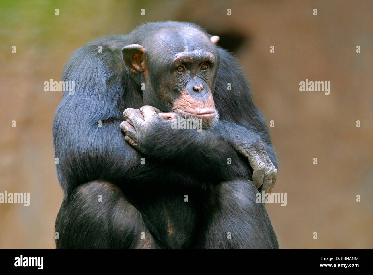 Scimpanzé comune (Pan troglodytes), cercare di inchiesta Foto Stock