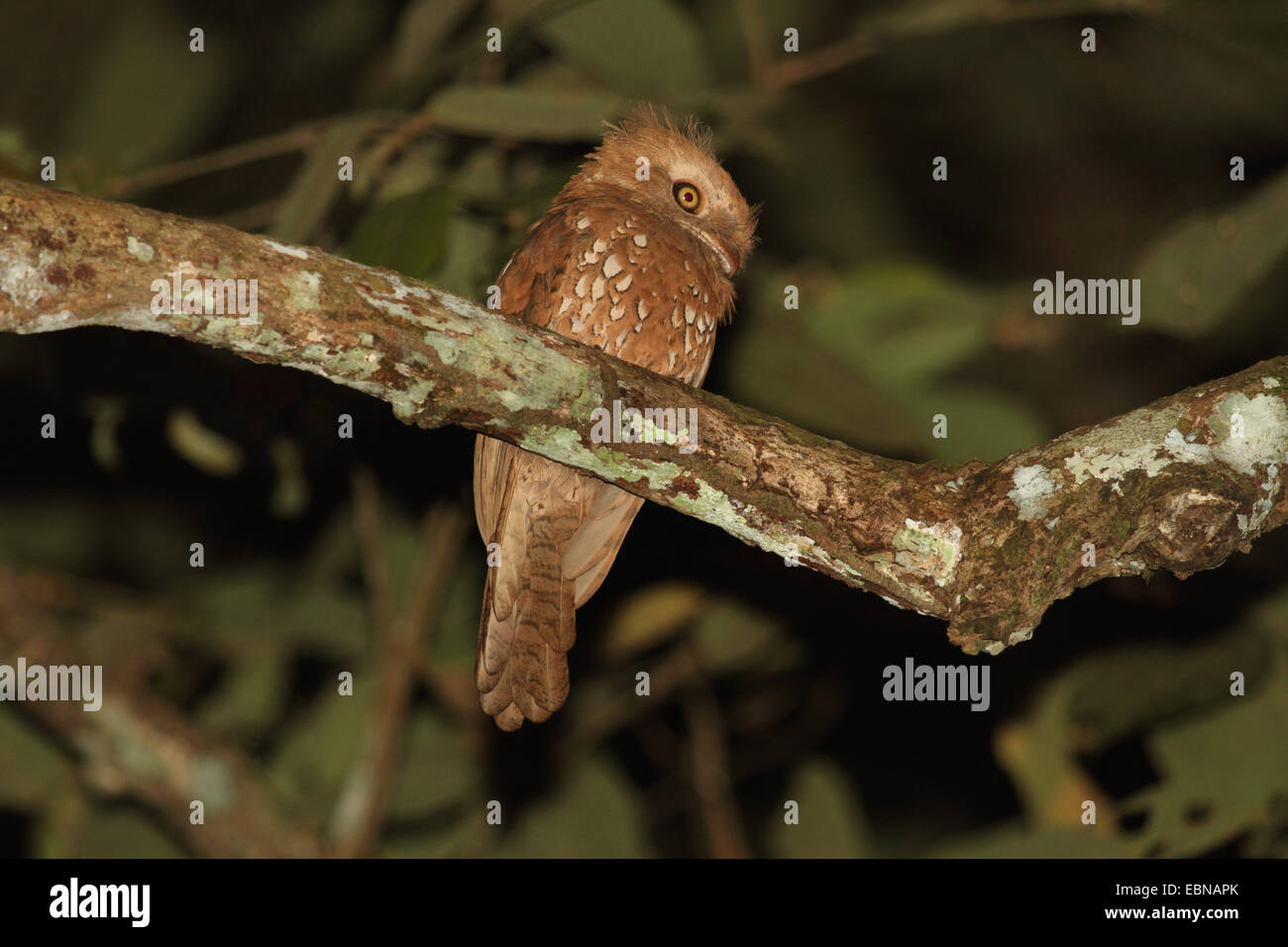 Gould's frogmouth (Batrachostomus stellatus), seduto sul ramo, Indonesia, Lampung, modo Kambas Parco Nazionale Foto Stock