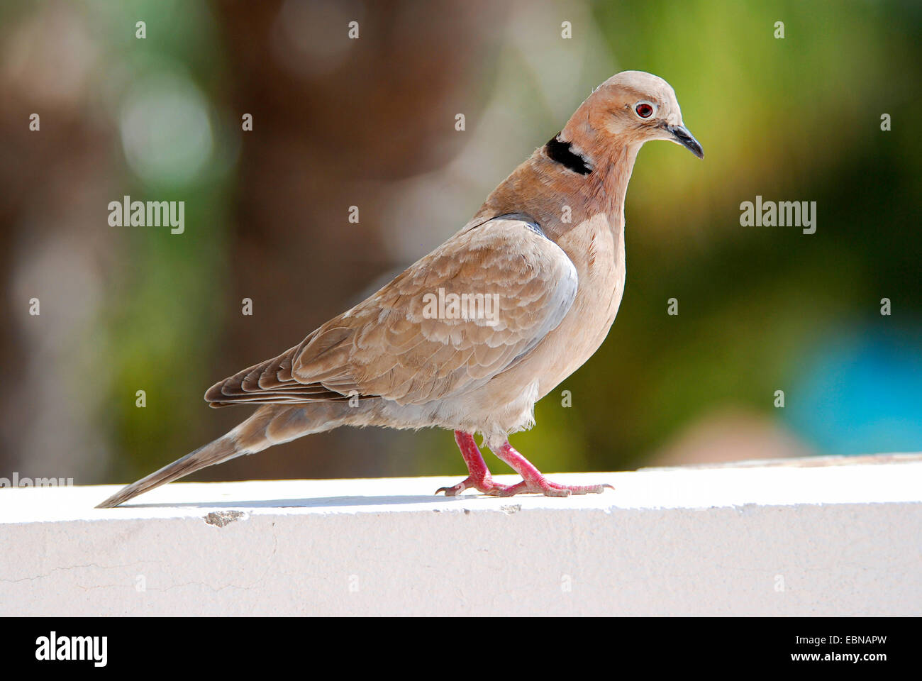 Colomba a collare (Streptopelia decaocto), su una parete, Isole Canarie Fuerteventura Foto Stock