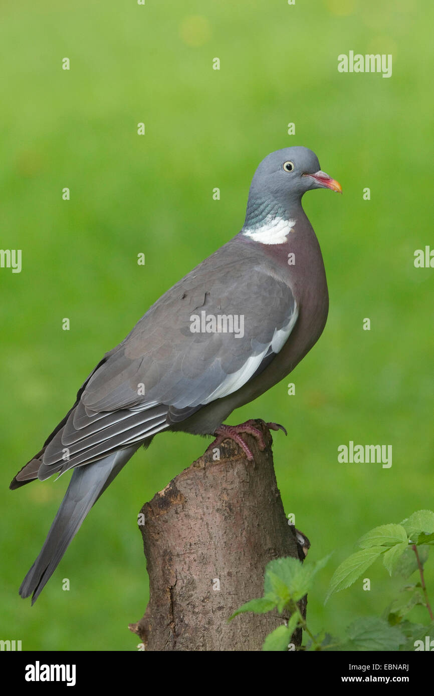 Il Colombaccio ( Columba palumbus), seduto su un palo di salice, Germania Foto Stock