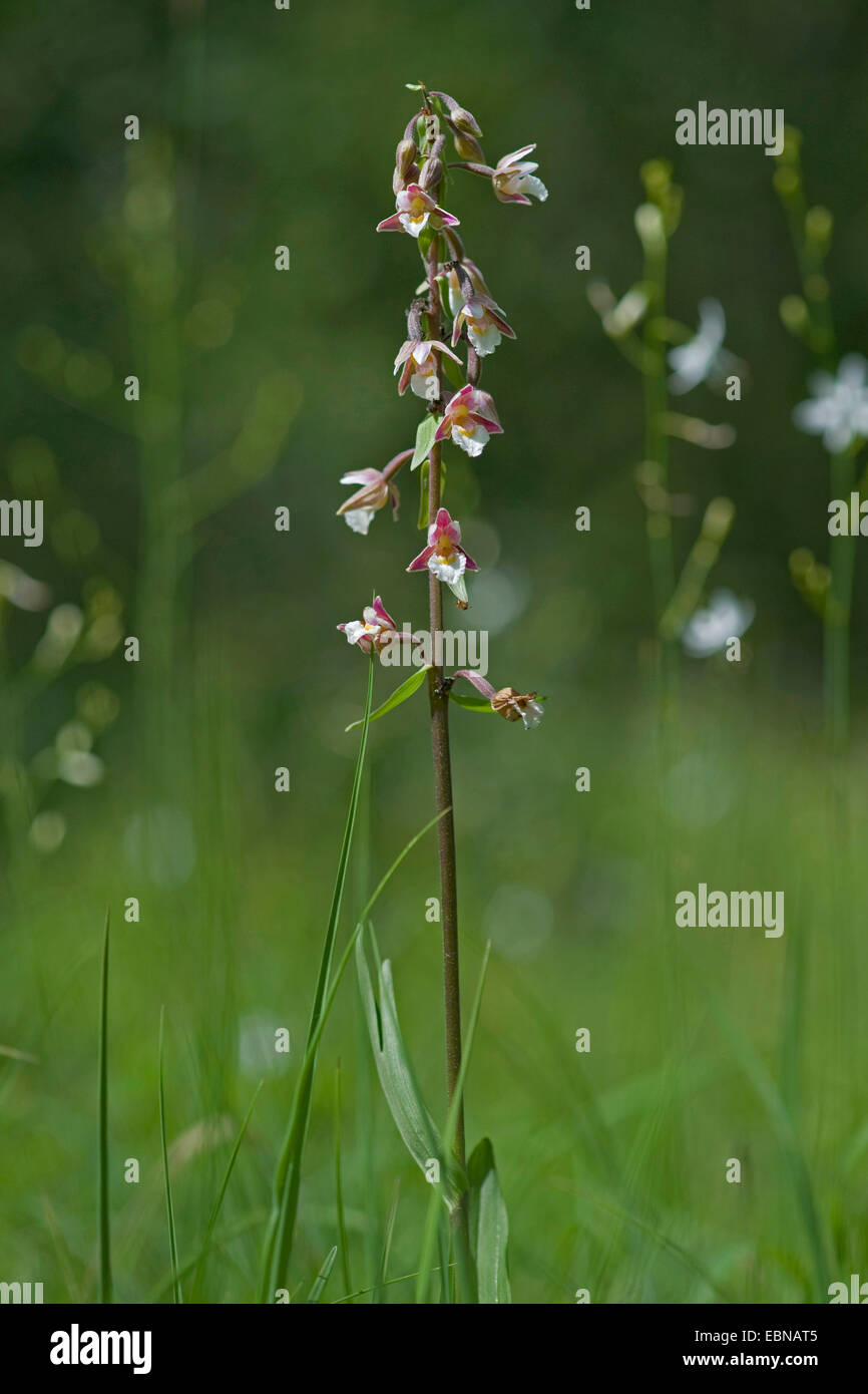 Elleborina palustre (Bergonii palustris), che fiorisce in un prato, Svizzera Foto Stock